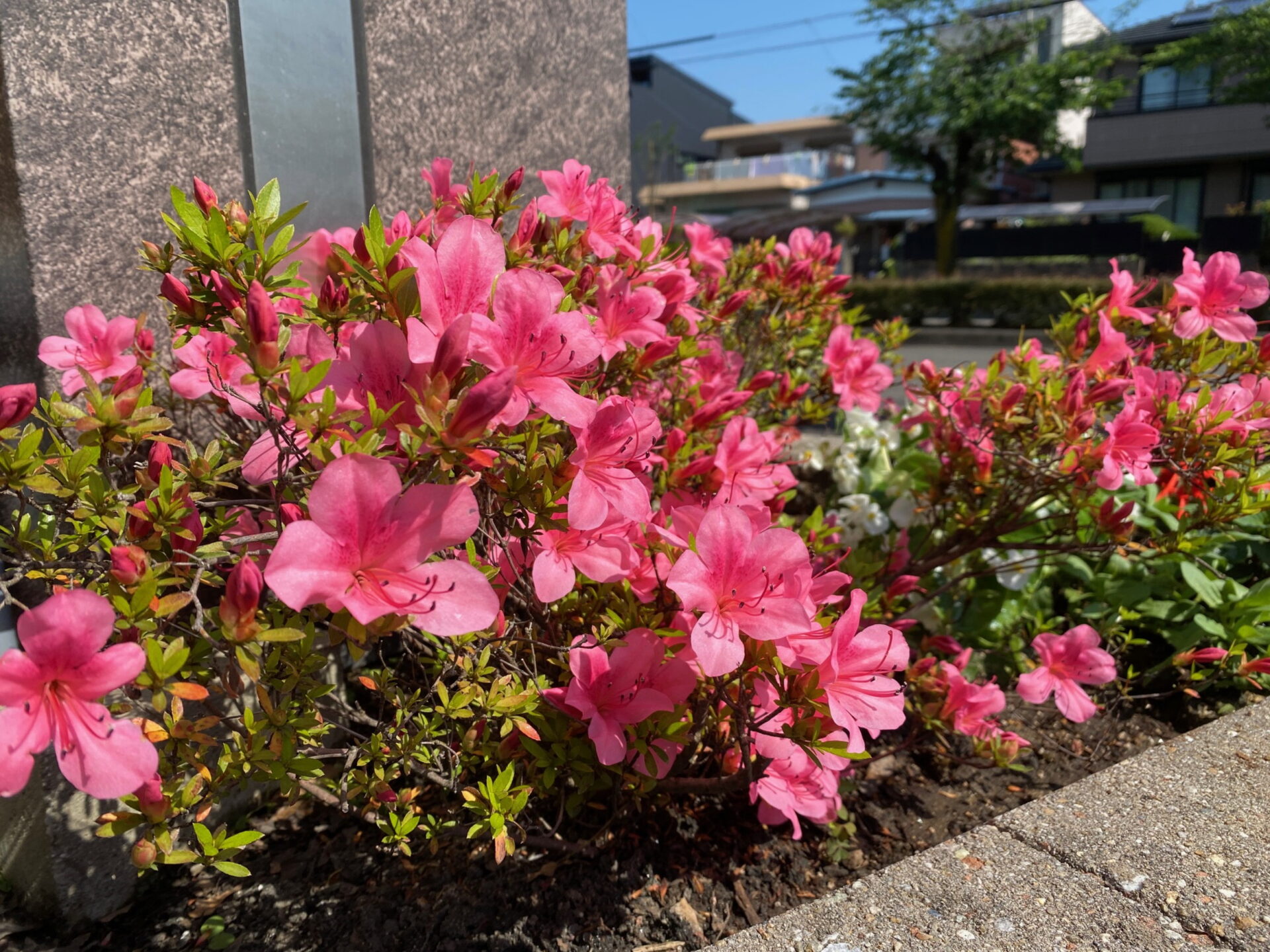 愛知県岡崎市で和モダンな木の家/サン工房岡崎スタジオへ